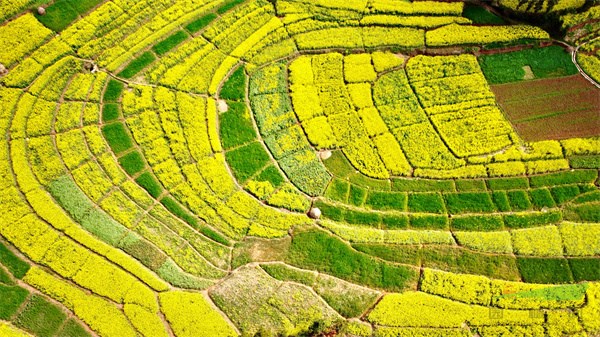 羅平百萬(wàn)畝油菜花花開(kāi)成海(毛虹攝).jpg 羅平百萬(wàn)畝油菜花花開(kāi)成海(毛虹攝).jpg