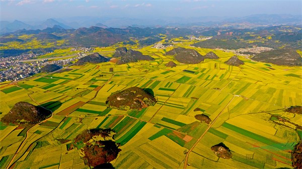 羅平縣綿延萬(wàn)頃的油菜花美景如畫(huà).jpg 羅平縣綿延萬(wàn)頃的油菜花美景如畫(huà).jpg